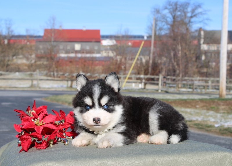 puppy, for, sale, Pomsky, Matthew B. Stoltzfus, dog, breeder, Gap, PA, dog-breeder, puppy-for-sale, forsale, nearby, find, puppyfind, locator, puppylocator, aca